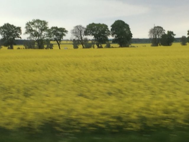 Rzepakowa droga do Darlowa