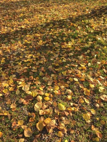 2017 - Kolorowe Kaszuby